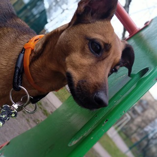 Логотип @belasikk - 💗Изабель🐾