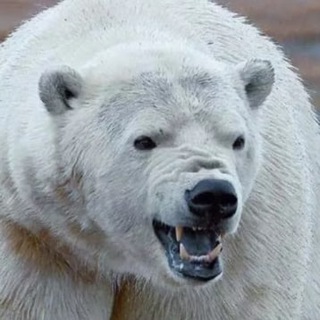 Логотип @belaya_smert - Белая Смерть