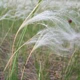 Логотип @belgorpost - Белгородчина