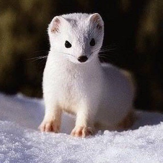 Логотип @beliisobol - Белый Соболь