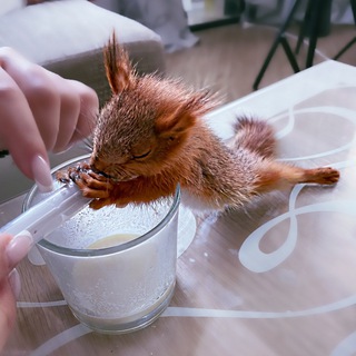 Логотип @belka_ulya - Белка Уля - Belka.Ulya