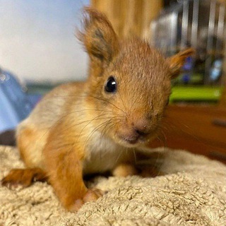 Логотип @belkaliv - Belka Lives