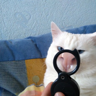 Логотип @bellasmemes - Bella’s memes