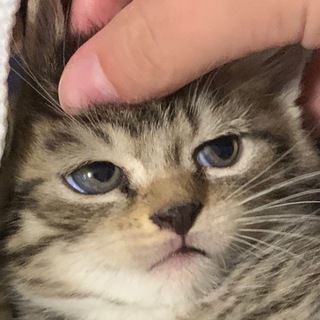 Логотип @bellasmemeschat - Bella’s memes Chat