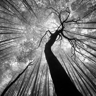 Логотип @belmne - Беларуское мнение