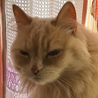 Логотип @belochka_cat - Белочка cat