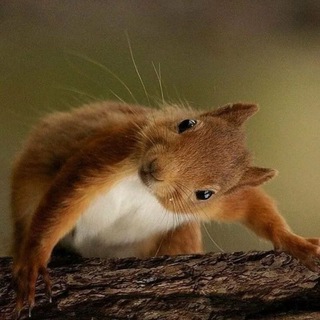 Логотип @belochka_gelen - Белочка Геленджика 🐿