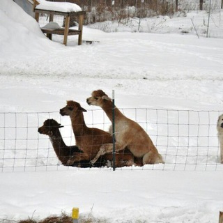 Логотип @beneluxevents - Benelux Events