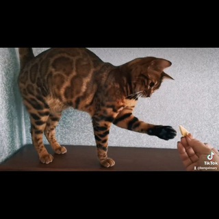 Логотип @bengalmary - Кошка Бенгал и компания