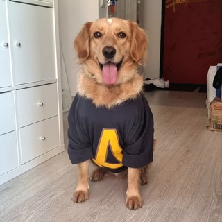 Логотип @benyarik - Бенджамин, пёс-актёр