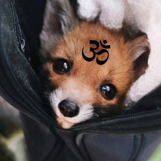 Логотип @bespokoyztvo - #borjomi1022