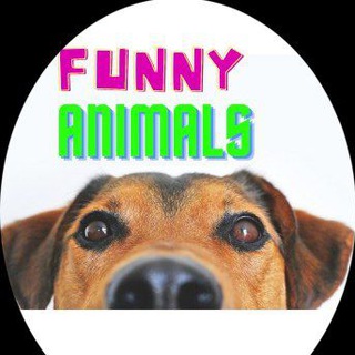 Логотип @best_funnyanimals - best.funny_animals/Смешные животные