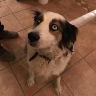 Логотип @bestdogs - Good Dogs