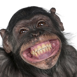 Логотип @besthumop - Анекдоты избранное🐒