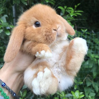 Логотип @bestioline - bestioline