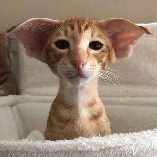 Логотип @bestkoteika - Лучшие котейки