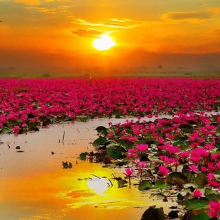 Логотип @bestwebsitedevelopers - World's Best Website Developers