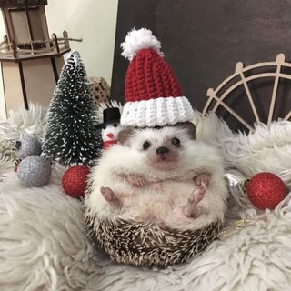 Логотип @betanicus - Betanicus 🎄