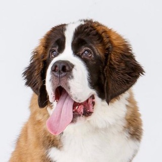 Логотип @bethoven_khv - БЕТХОВЕН - ветклиника