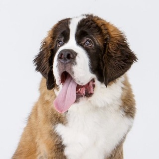 Логотип @bethoven_khv_chat - ЧАТ ветклиники БЕТХОВЕН