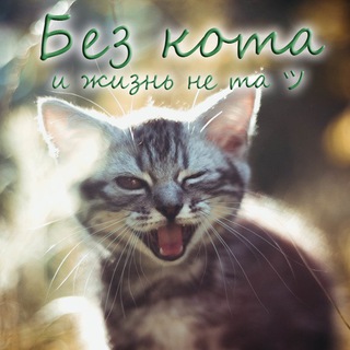 Логотип @bez_kotaa - Без кота и жизнь не та ツ