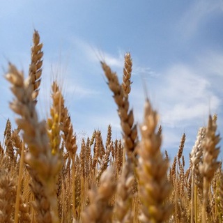 Логотип @bezhenstvofi - Беженство Финляндия