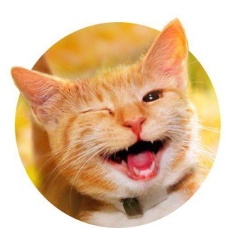 Логотип @bezkotika - Без кота и жизнь не та