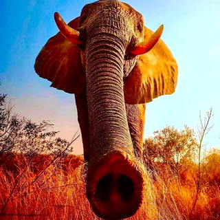 Логотип @bezkraynyaya - Бескрайняя Плоть