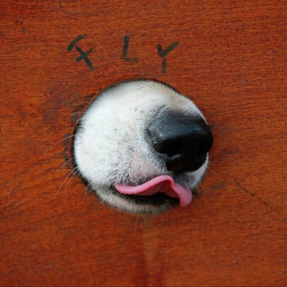 Логотип @beznuhov - Пьер Безнюхов без духов