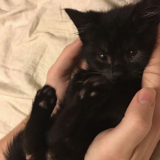 Логотип @bfw0rld - бфворлд🐾