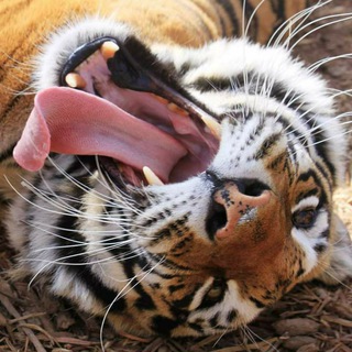 Логотип @bgcats - Big cats