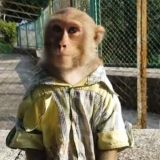 Логотип @bibizan1337chat - чатек монке 1337