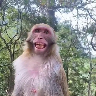 Логотип @bibizyanimonkey - Бибизяни манке пон