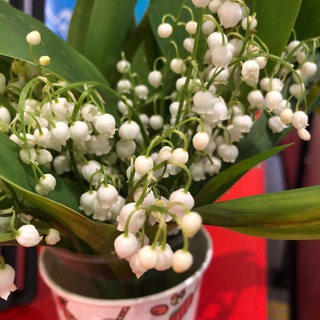 Логотип @bibliothek1 - Библиотека N 1 Одинцово Chat