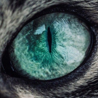 Логотип @big_brother_oren - Око Оренбуржья 🆉