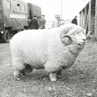 Логотип @big_xyxa - большая хыха