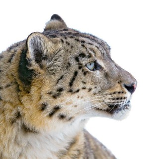 Логотип @bigcats - BIG CATS! БОЛЬШИЕ КОШКИ! Die Großkatzen!