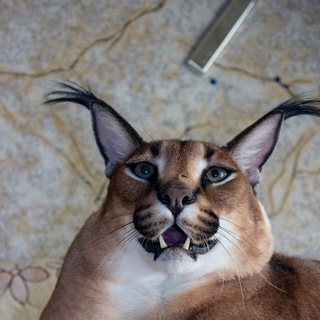 Логотип @bigfloppaofficial - BigFloppaOfficial