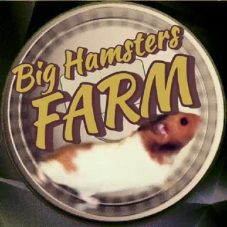 Логотип @bighamstersfarm - 🐹BIG HAMSTERS FARM🐹