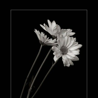 Логотип @bint_saliha - 𝚕𝚊𝚊 𝚝𝚊𝚑𝚣𝚊𝚗🌑