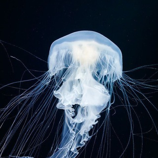 Логотип @biologiazay - ТЕСТЫ ПО БИОЛОГИИ