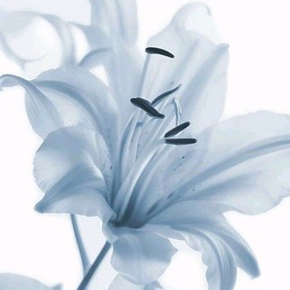 Логотип @biozhanna - переходник в канал.