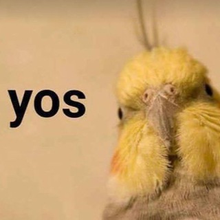 Логотип @birblife - Birb Life