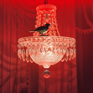 Логотип @bird_home - bird’s home