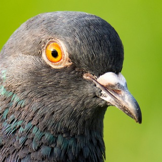 Логотип @bird_spb - BirdSPb birdwatcher Птицы