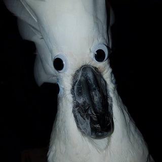 Логотип @birdgifs - Bird Stuff