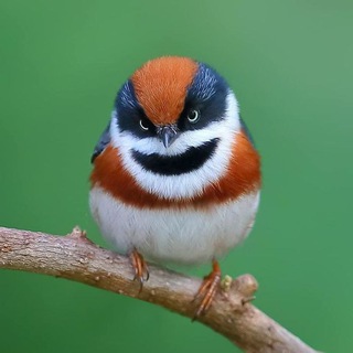 Логотип @birds - Birds Pictures World