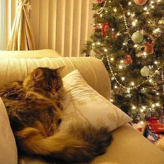 Логотип @birdsclan - ❄️Ⲯυⳅⲏь ⲕⲗⲁⲏⲁ ⲂϜⲚⲎ ☃️