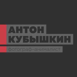 Логотип @birdspb - Антон Кубышкин