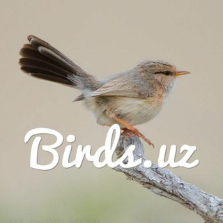 Логотип @birdsuz - Birds.uz